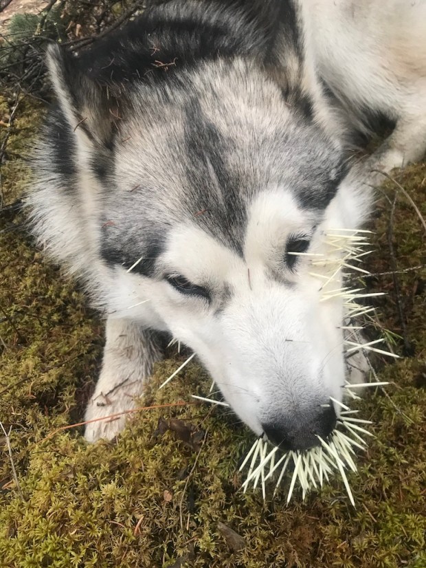 Beneath the Borealis, 11-25-19, Porcupup, Malamute with porcupine quills in Alaska