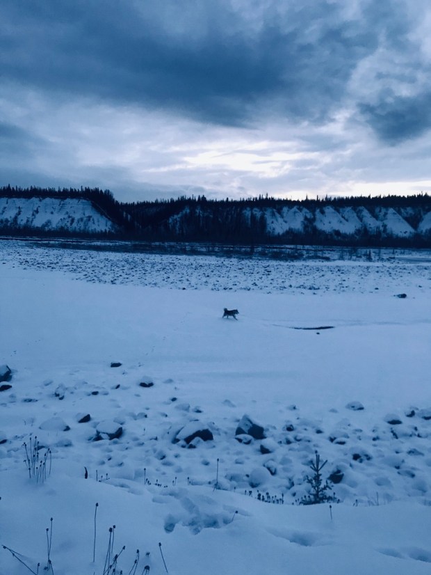 Beneath the Borealis, Welcome to Alaska, Enjoy Your Stay, Alaskan Malamute