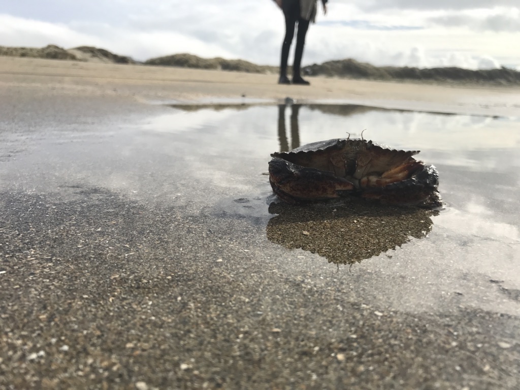 Beneath the Borealis, Welcome to Alaska, Enjoy Your Stay, Dillon Beach