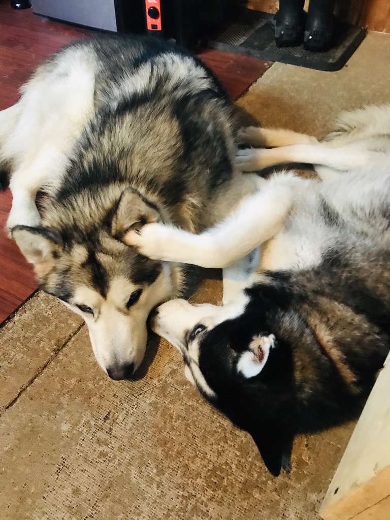 Beneath the Borealis, 40 Below (Alone), January 27th, 2020, 25 Below Zero in Alaska Stircrazy Puppies