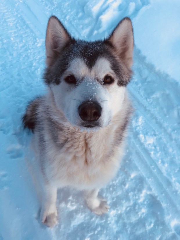 Beneath the Borealis, 40 Below (Alone), January 27th, 2020, Malamute Puppy
