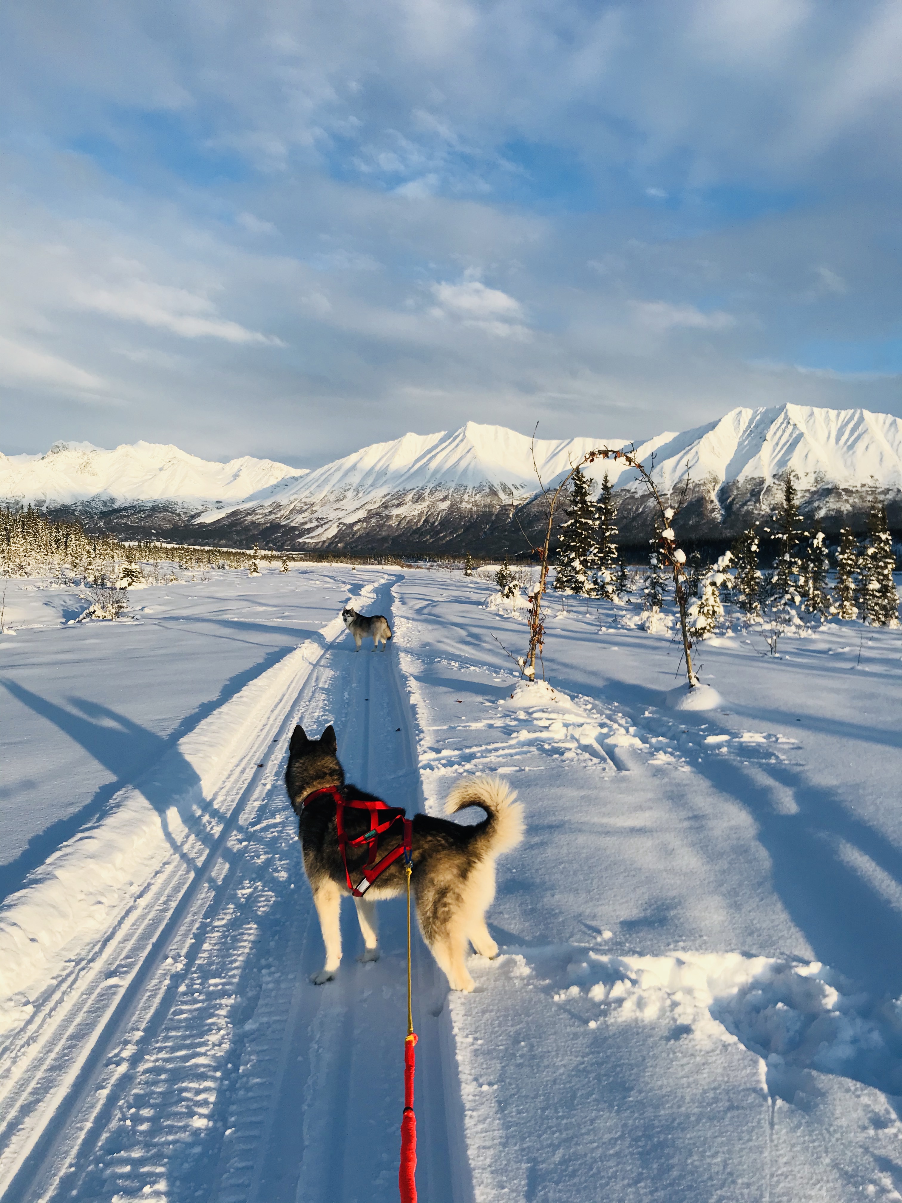Beneath the Borealis, 40 Below (Alone), January 27th, 2020, Skijoring in Alaska