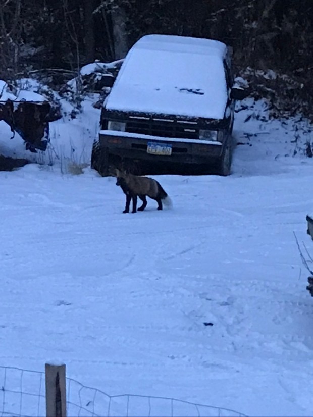 Beneath the Borealis, The Fox and the Hound, 01-13-20, Alaskan Cross Fox