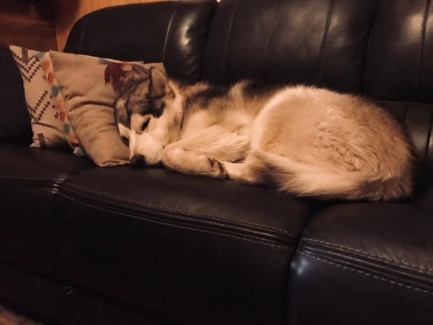 Beneath the Borealis, The Fox and the Hound, 01-13-20, Alaskan Malamute 9 months old