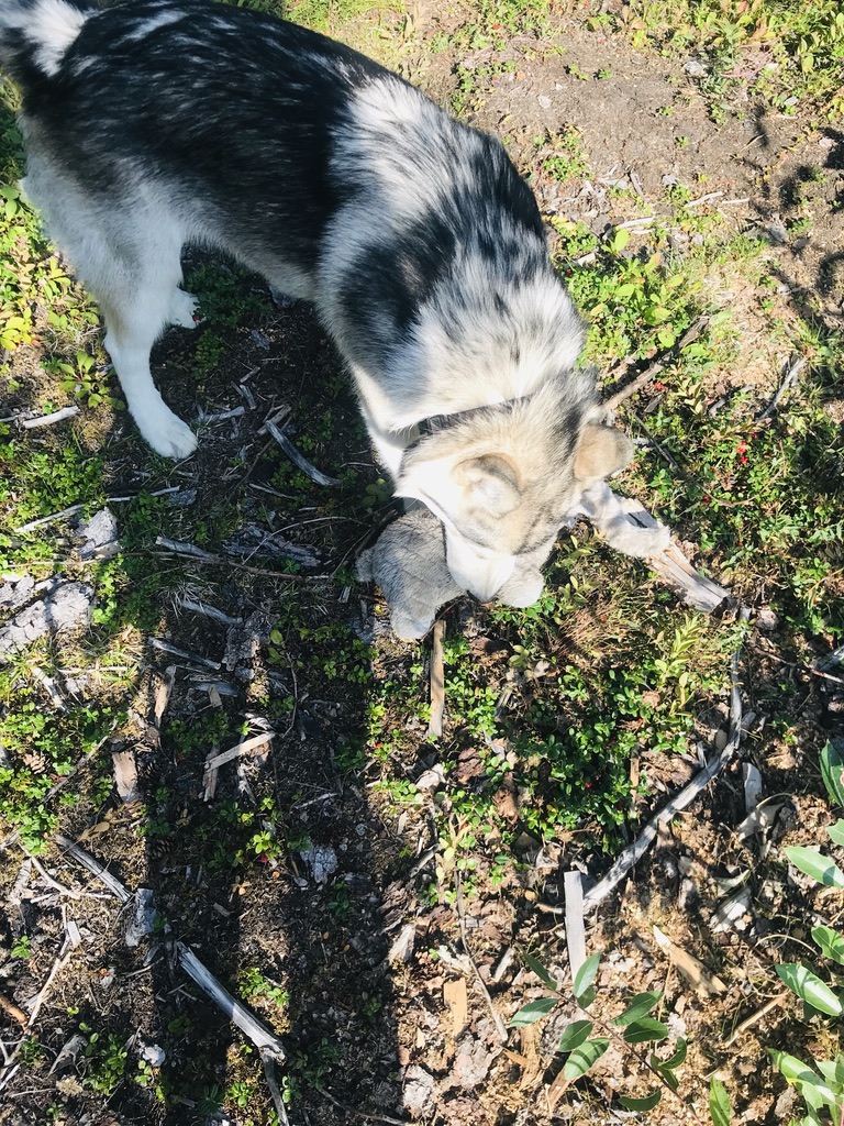 Beneath the Borealis, The Fox and the Hound, 01-13-20, Alaskan Malamute and toy