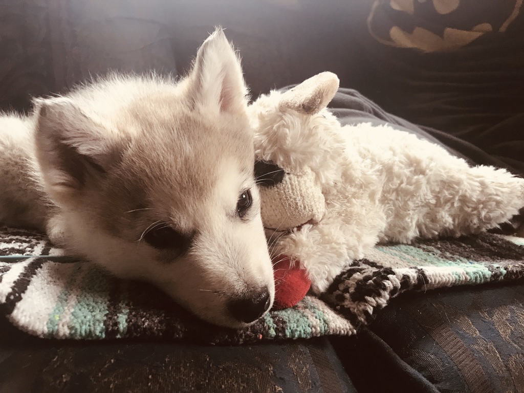 Beneath the Borealis, The Fox and the Hound, 01-13-20, Alaskan Malamute Puppy 2 months old and Lambchop