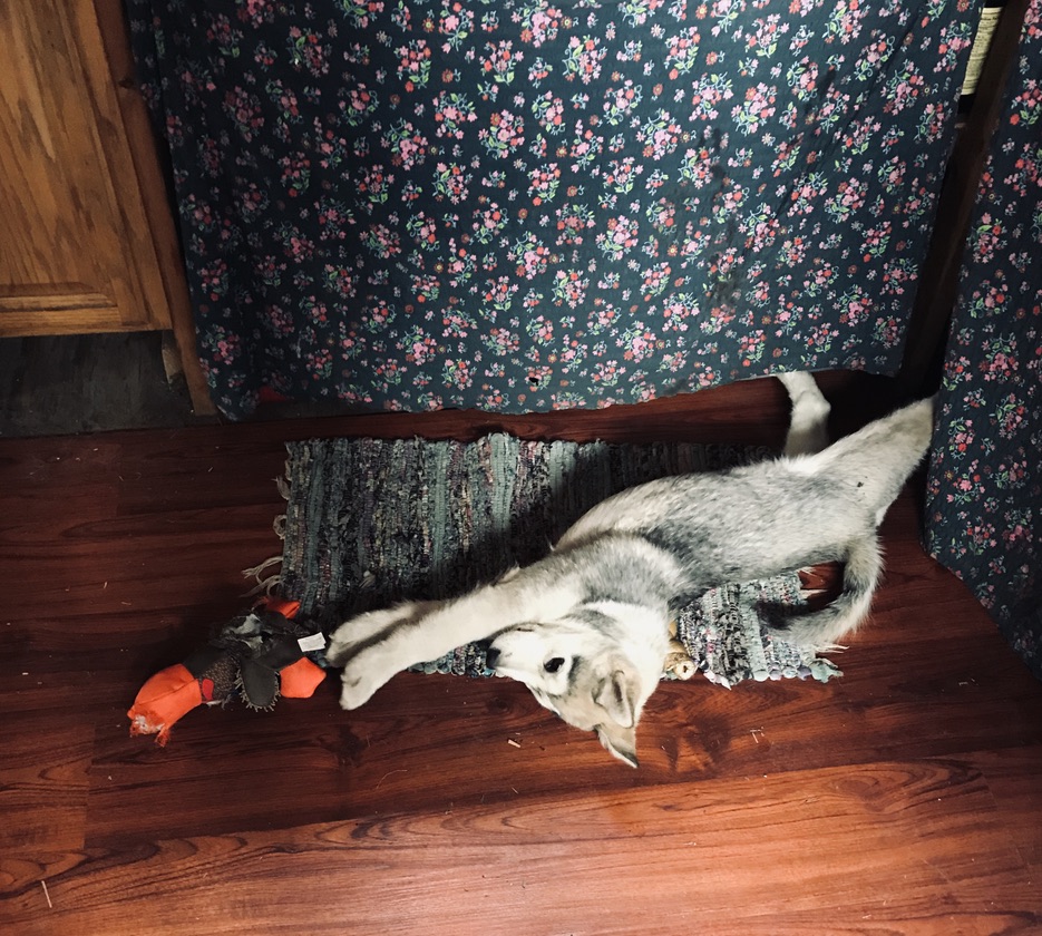 Beneath the Borealis, The Fox and the Hound, 01-13-20, Alaskan Malamute puppy toys