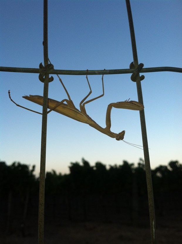 Beneath the Borealis, Building, 02-10-20, California Praying Mantis