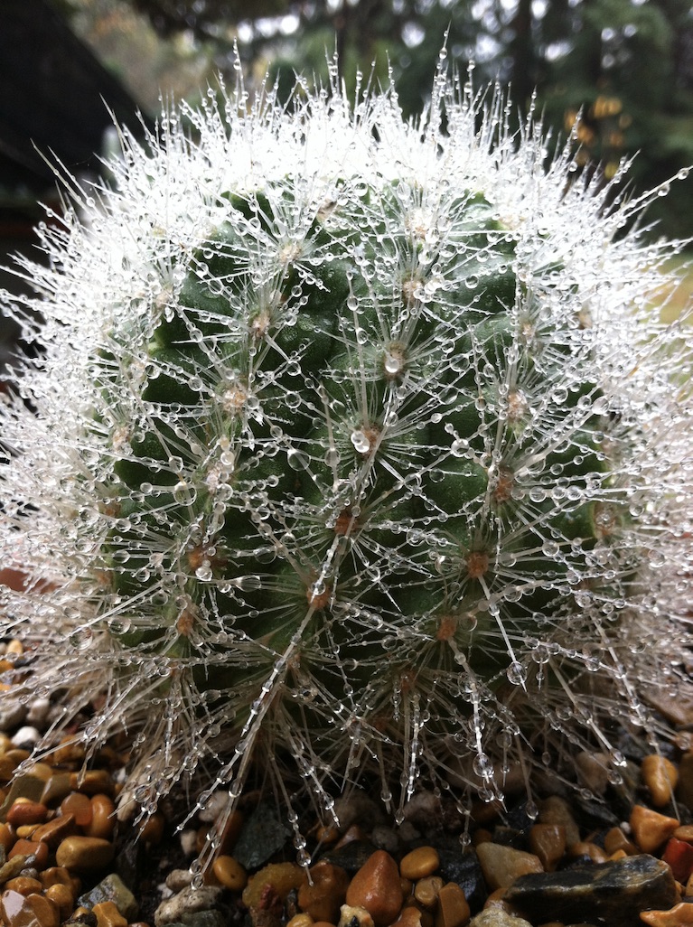 Beneath the Borealis, Building, 02-10-20, California Succulents