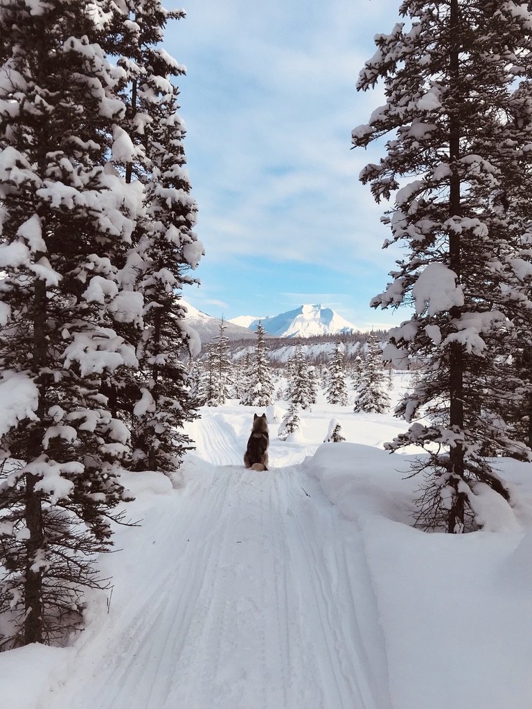 Beneath the Borealis Post Cabin Fever 02:24:20 Alaskan Malamute in Alaska in Winter
