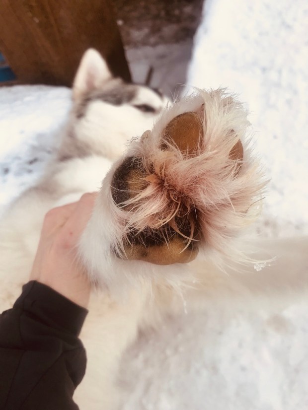 Beneath the Borealis Post Cabin Fever 02:24:20 Malamute and Alaskan