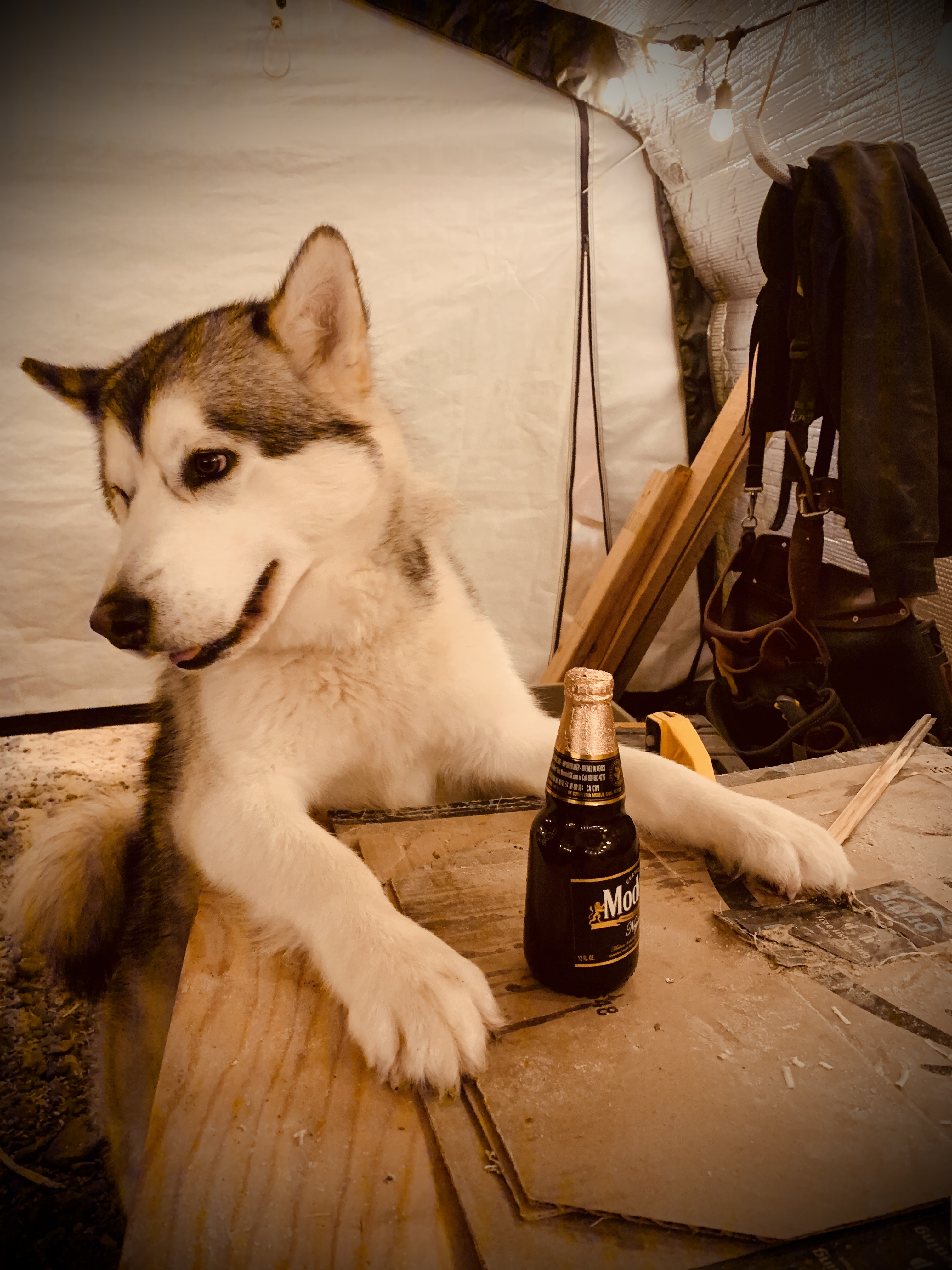 Beneath the Borealis Post Cabin Fever 02:24:20 Alaskan Malamute Modelo