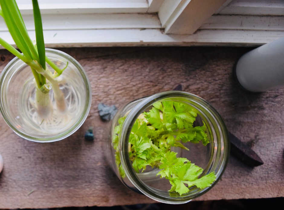 Beneath the Borealis, Apocatips, 03-23-20, Growing Vegetables from Kitchen Scraps, Alaska