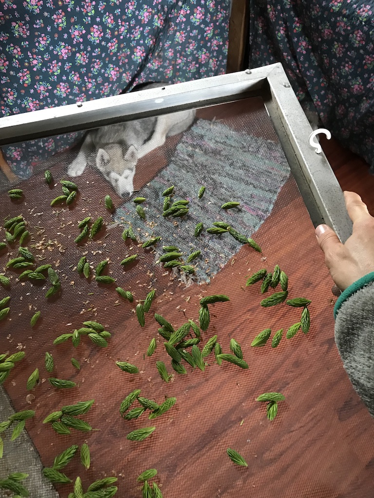 Beneath the Borealis, Apocatips, 03-23-20, Spruce Tips for Tea, Alaska