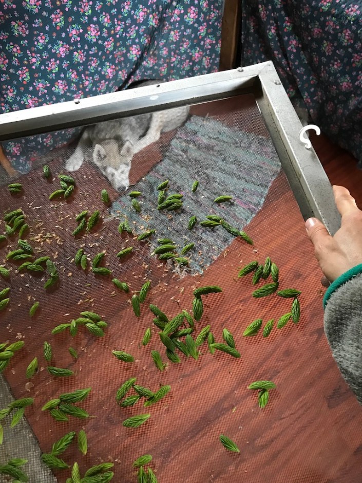 Beneath the Borealis, Apocatips, 03-23-20, Spruce Tips for Tea, Alaska