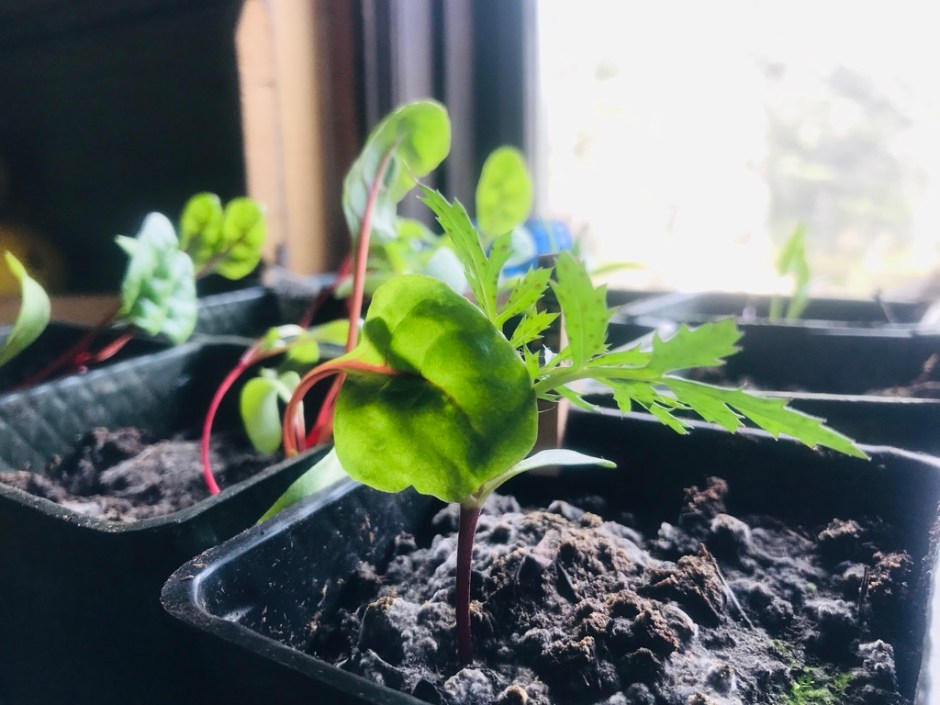 Beneath the Borealis, Apocatips, 03-23-20, Swiss Chard, Gardening in Alaska