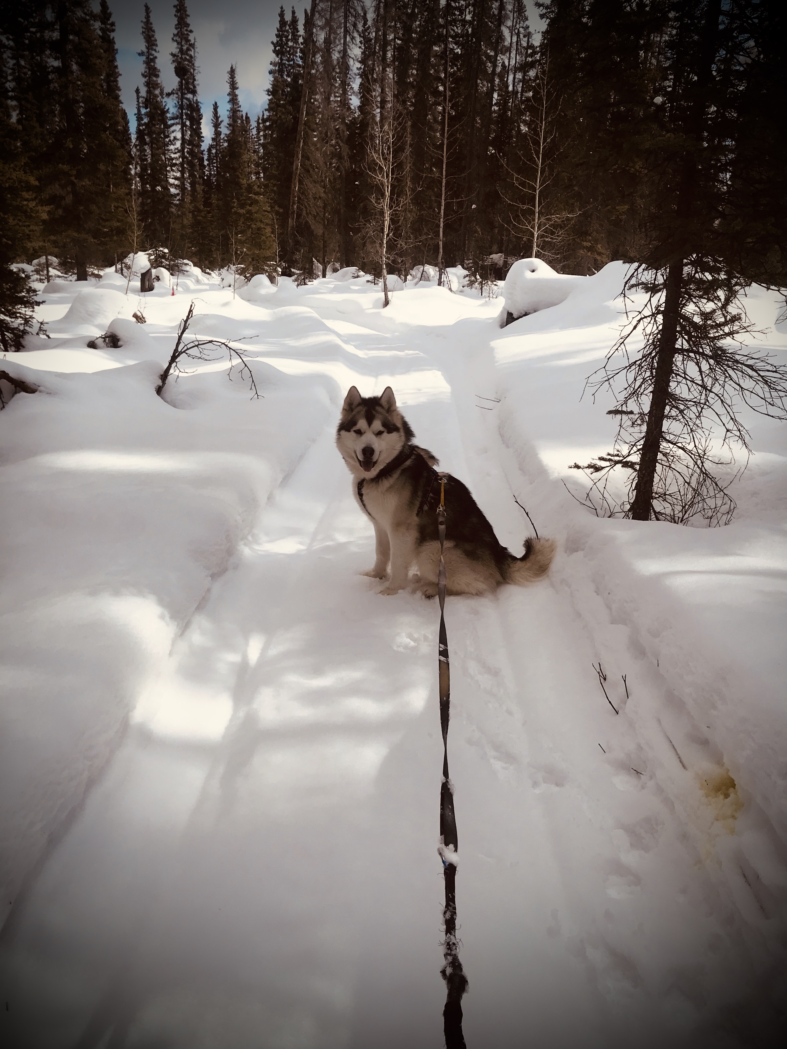 Beneath the Borealis, A European Vacation, Alaskan Malamute Puppy Skijoring