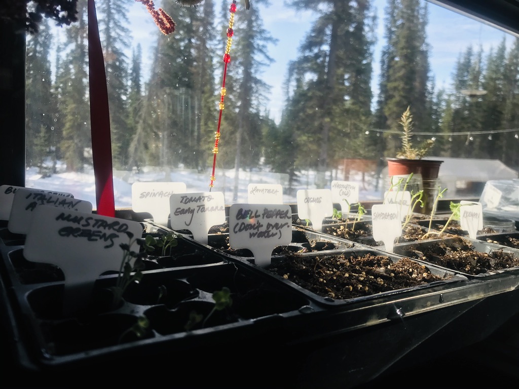 Beneath the Borealis, Post, Sown, 04-20-20, Growing Peas from Seed in Alaska.jpeg