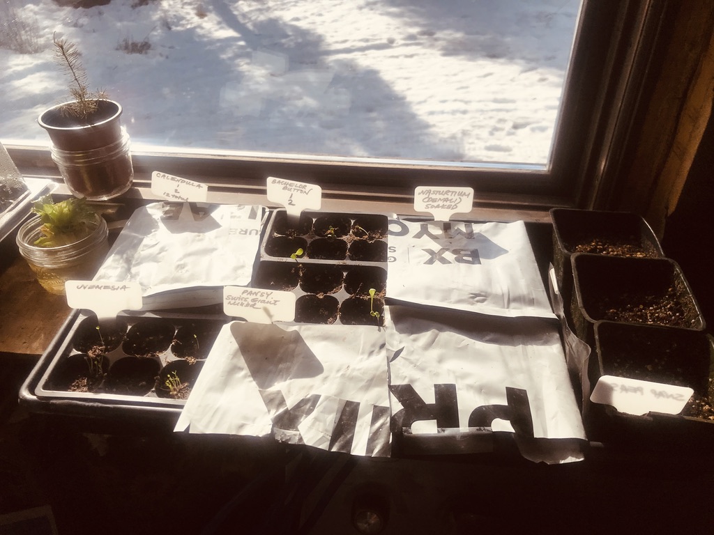 Beneath the Borealis, Post, Sown, 04-20-20, Starting Plants from Seed in Alaska