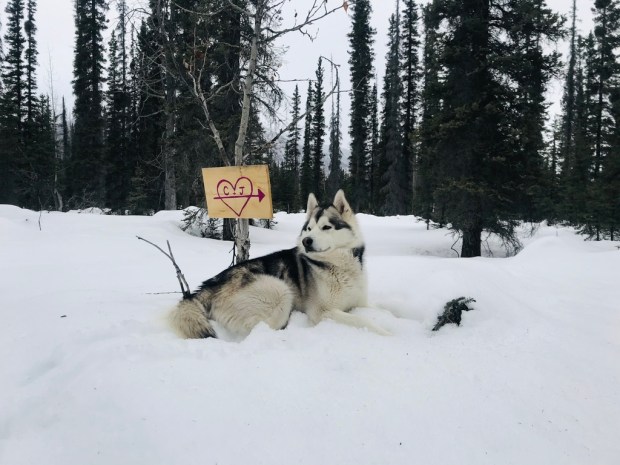 Beneath the Borealis, Post, Sown, 04-20-20, Weddings in Alaska.jpeg