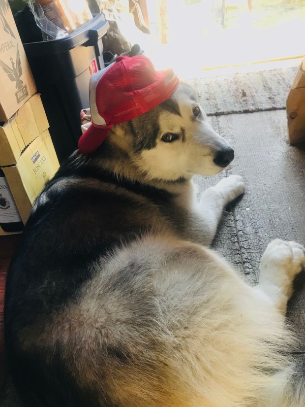Beneath the Borealis, Alaskan Puppy Love, Alaskan Malamute Attitude
