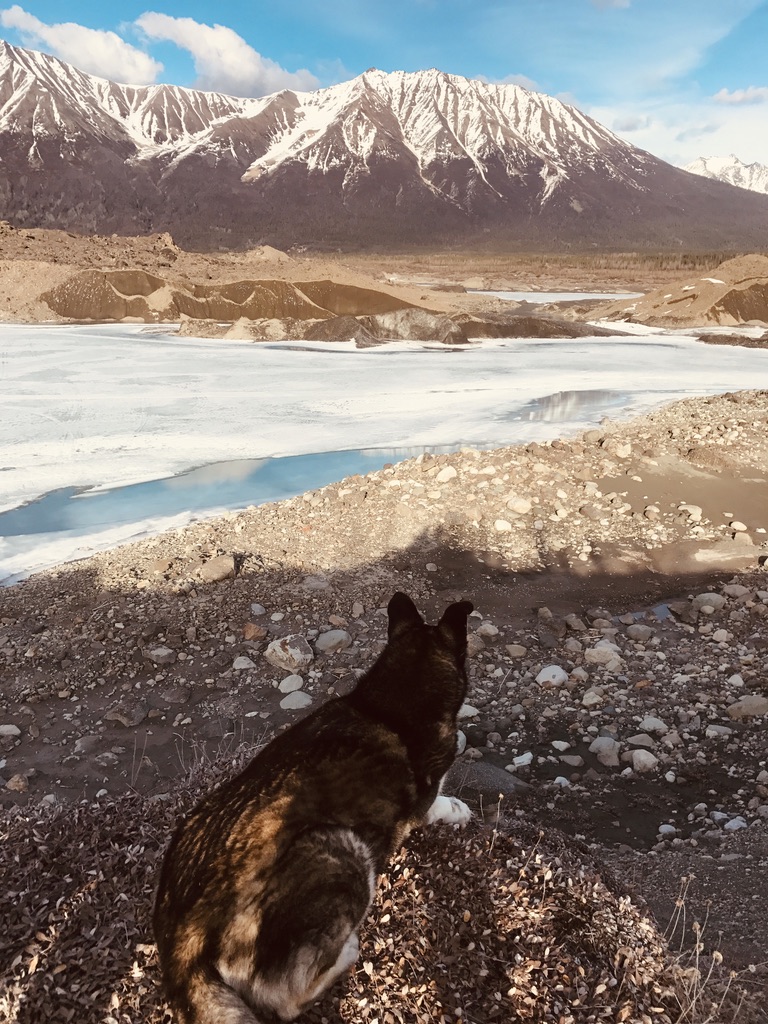 Beneath the Borealis, Alaskan Puppy Love, Cinda in Alaska