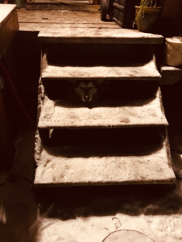 Beneath the Borealis, Alaskan Puppy Love, Peek a Boo