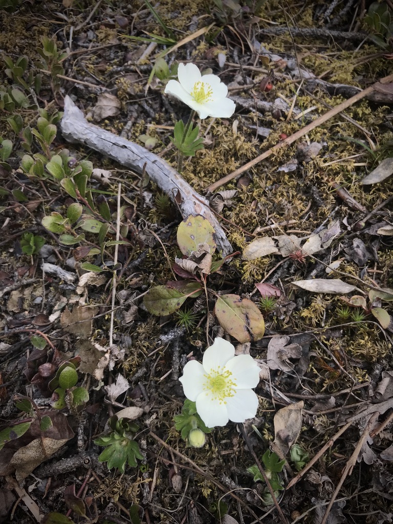 Beneath the Borealis, Living in Rural Alaska, The Library, or Lack Thereof, 05:18:20, Anenome flower
