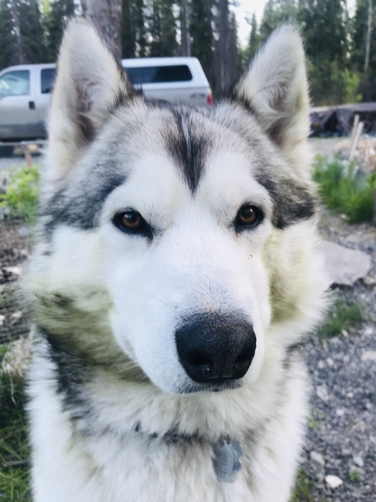 Beneath the Borealis, The Beauty Pendulum, 06-01-20, Alaskan Malamute