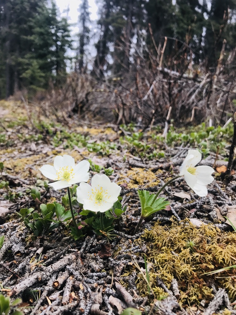Anenome flower, Alaska
