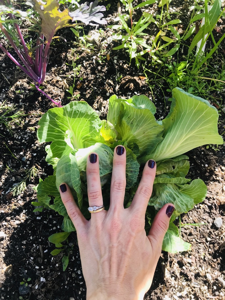 Cabbage gardening Alaska