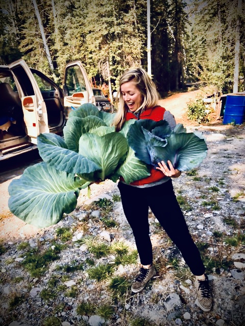 Giant cabbages Alaska
