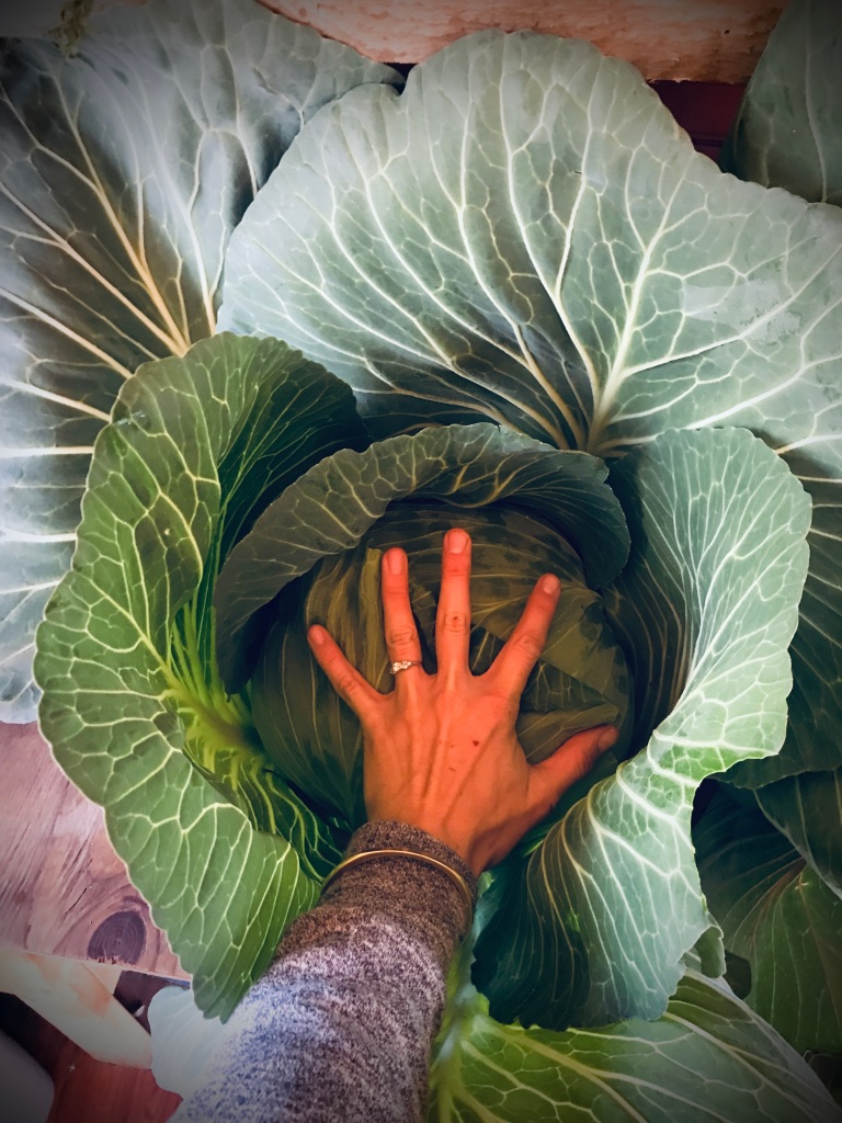 Huge cabbages, Alaska