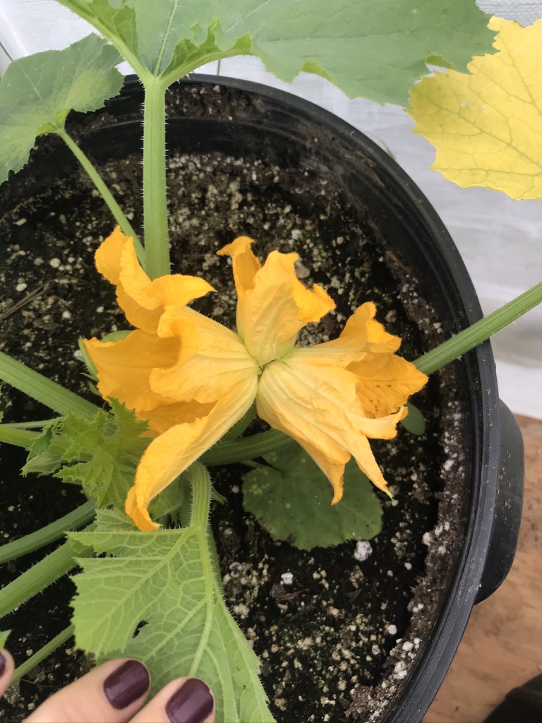 Conjoined triplet zucchini flowers