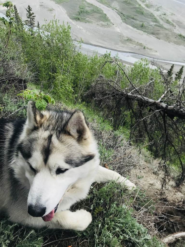 Alaskan Malamute puppy
