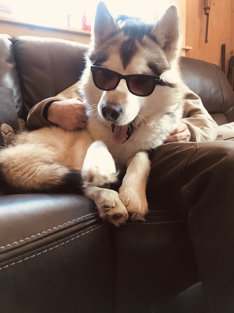 Alaskan Malamute