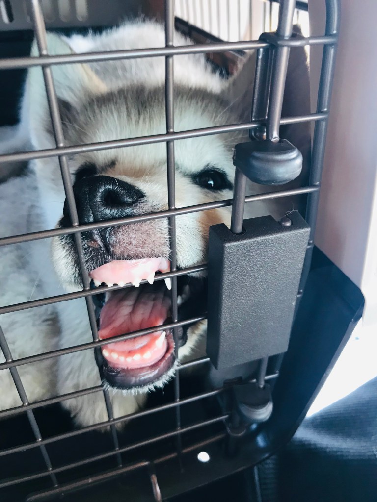 Alaskan Malamute puppy