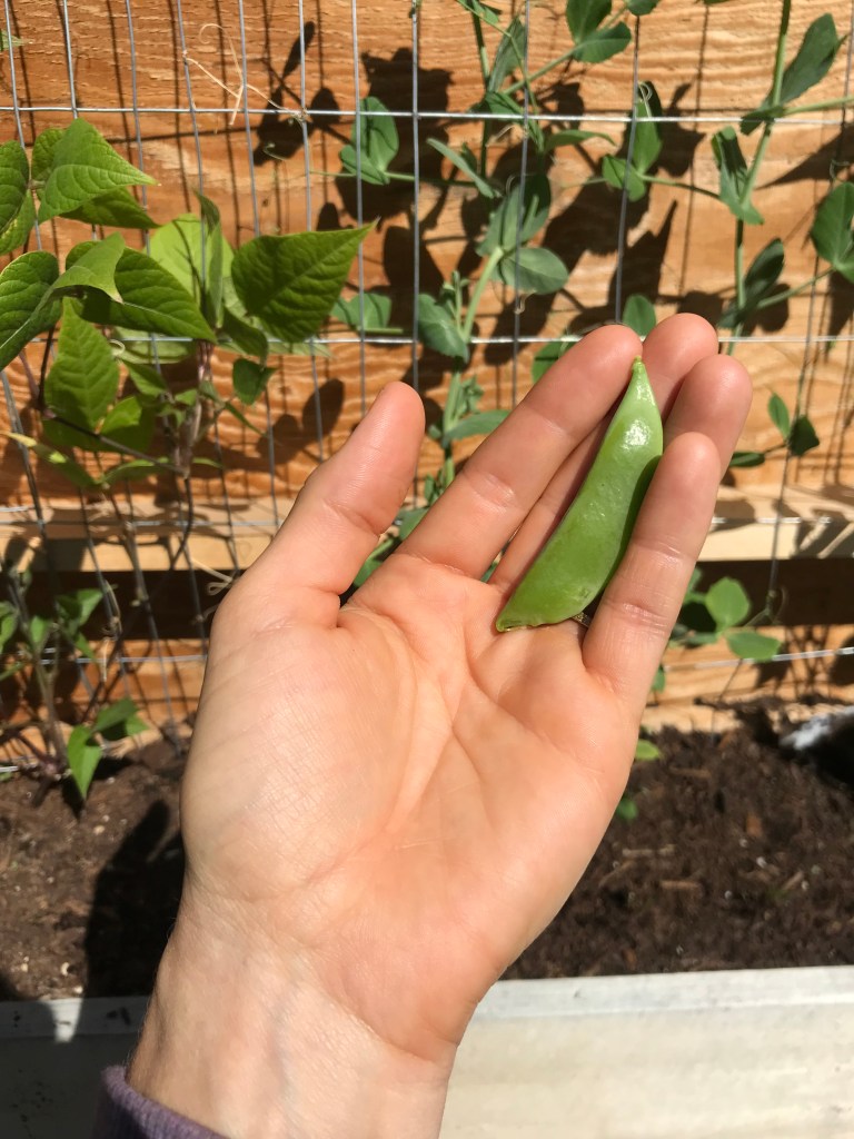 What is season for gardening