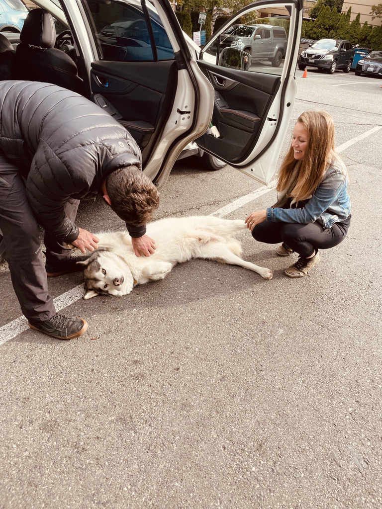 Alaskan Malamute puppy