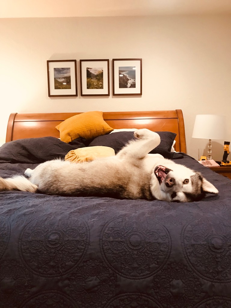 Malamute from Alaska