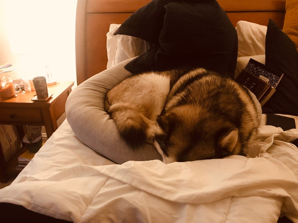 Alaskan Malamute puppy