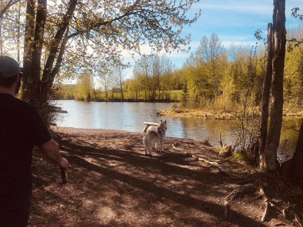 University lake dog park, anchorage, ak